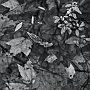 IlachinskiTAO01