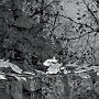 IlachinskiTAO24
